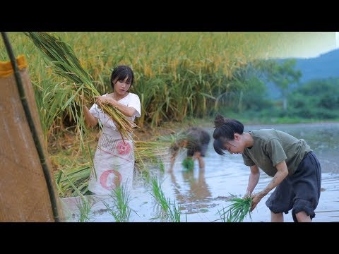 月兒圓圓，稻米飄香，正逢農家收穀忙Full Moon, Fragrance of
  Ripe Rice, Farmers Busy Harvesting Crops | Liziqi Channel