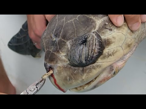 Removing a plastic straw from a sea
  turtle's nostril – Short Version